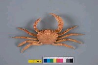 藏品(拉氏明溪蟹)的圖片